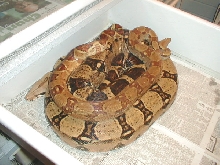 F2 Male Hypo and Very Large Female