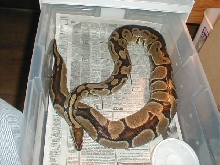 Ovulation Karishma 3-6-05