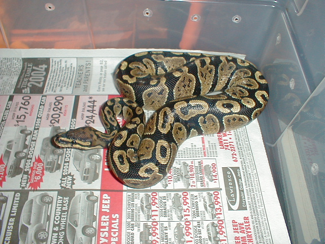 Female WC Granite 1