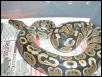 Female WC Granite