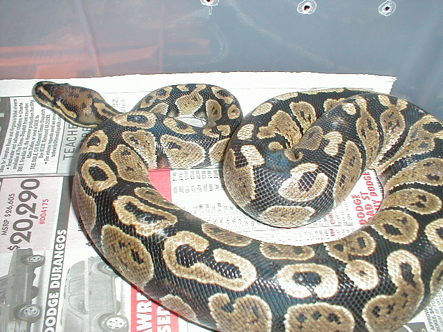 Female WC Granite