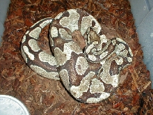 Odd WC Male From February