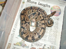 Another good ovulation 3-16-05