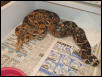 Boa Breeding