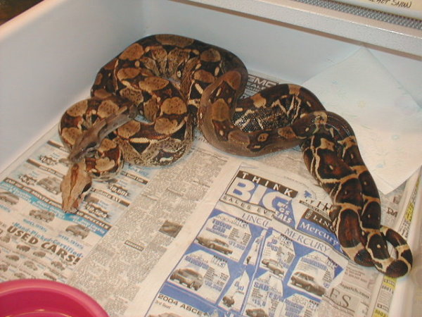 Boa Breeding