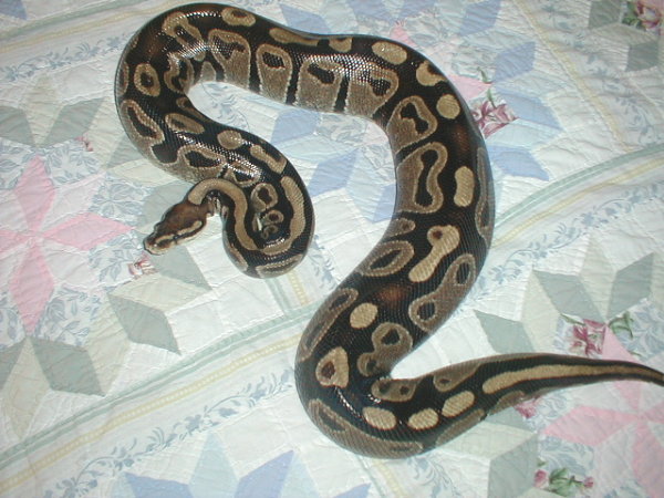 3655 gram girl ovulating