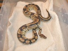 4 yr old male reduced?