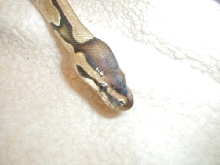 4 yr old male reduced?  Head Shot