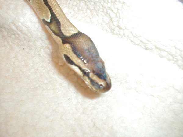 4 yr old male reduced?  Head Shot