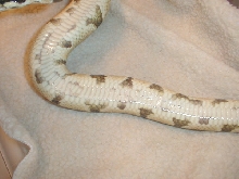 4 yr old male reduced?   Belly shot