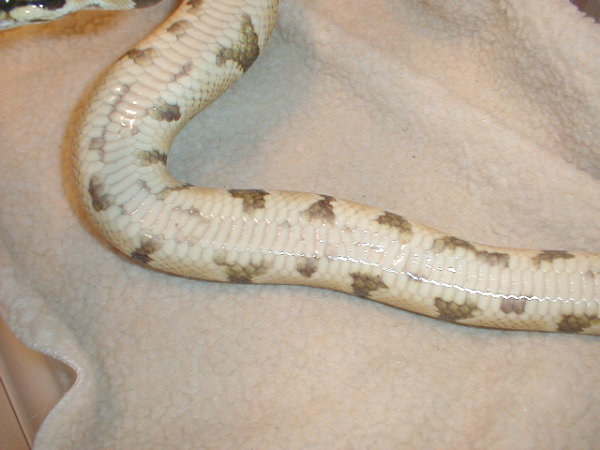 4 yr old male reduced?   Belly shot