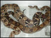 Ovulation 3-23-04