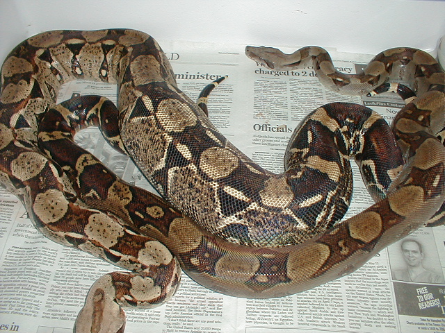 Ovulation 3-23-04