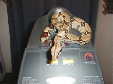 Early 04 Male Iquitos Peru BCC