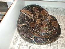 large girl carrying a load!  3/30/05