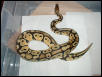 Newly Shed 02 Pastel