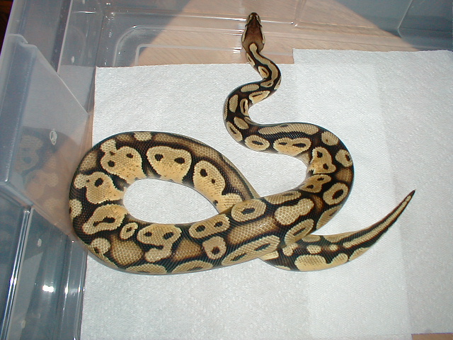Newly Shed 02 Pastel
