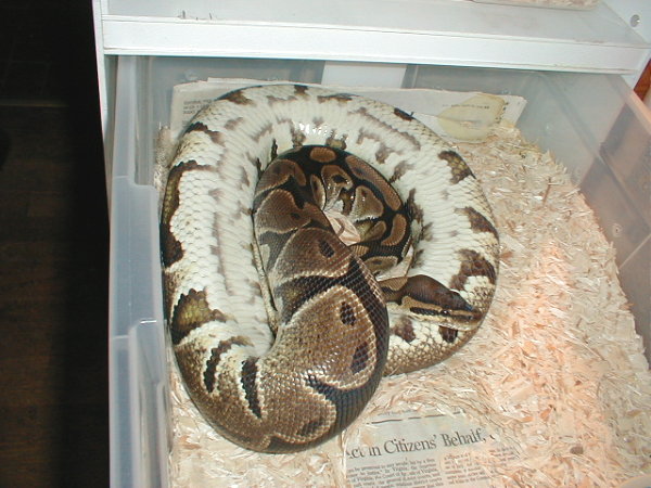Karishma doing the upside down thing 3/31/05
