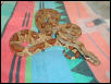 2002 F2 Stone Male Hypo