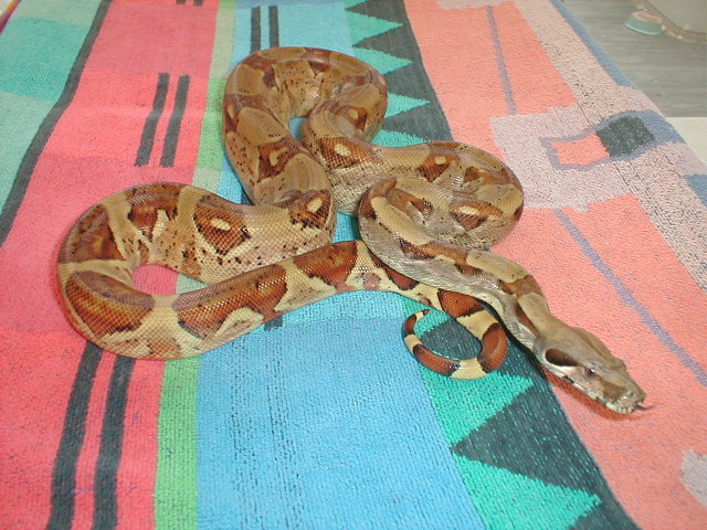 2002 F2 Stone Male Hypo