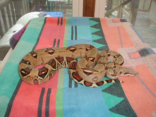 2002 Harlequin Male