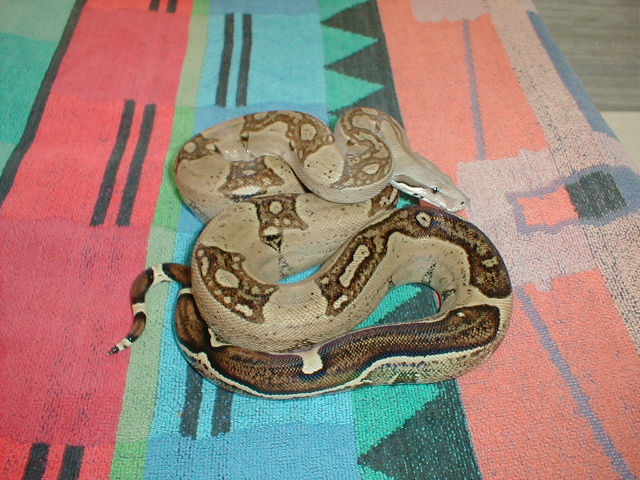 2003 Female Aberrant