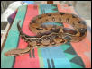 2002 Female Stripe