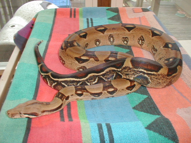 2002 Female Stripe