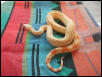 2003 Female Albino 66% Anny