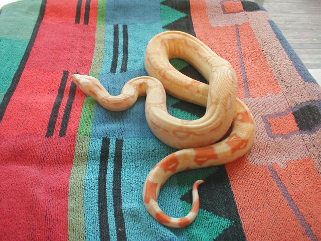 2003 Female Albino 66% Anny