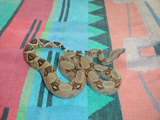 2003 Male Harlequin