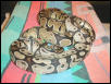 New Odd Female Ball