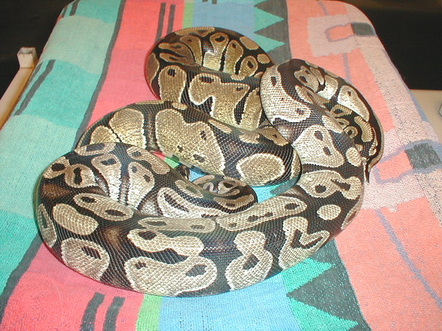 New Odd Female Ball