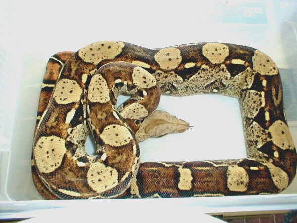 01 Female Boawoman BCI