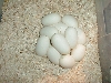 Karishma's 12 egg clutch 4-20-05