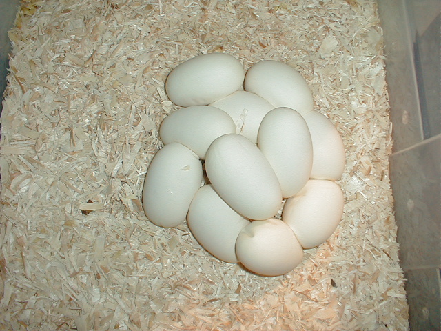 Karishma's 12 egg clutch 4-20-05