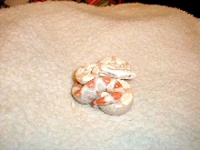 male albino from snow litter