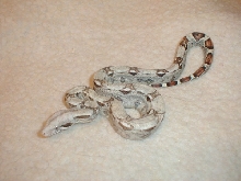 washed out female possible dbl het snow