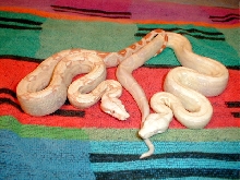 Female Snow With Albino Male Sibling