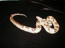 Just Shed Larry Keller 04 Male 5/8/05