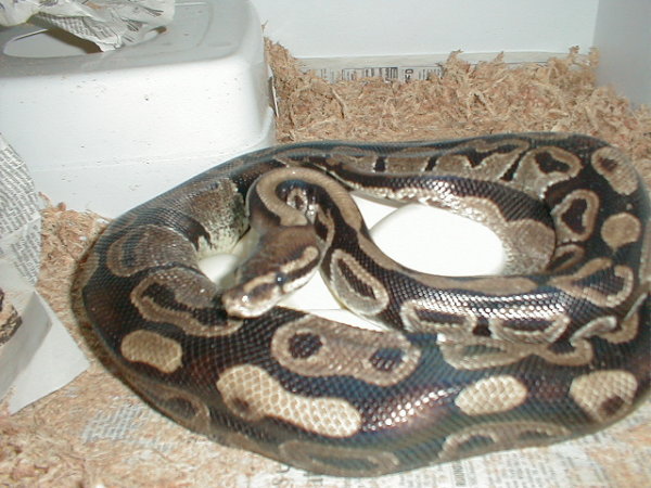large ball laying the last egg 5/11/05