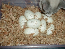 big clutch laid 5/11/05