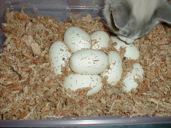big clutch laid 5/11/05