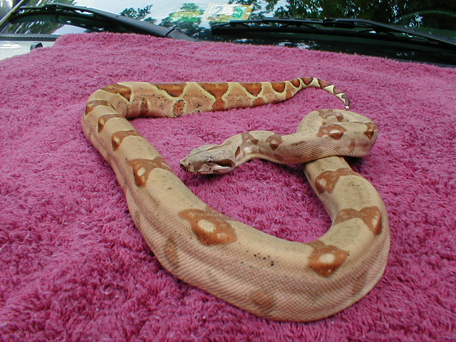 2003 Female Scarlet Pastel Hypo