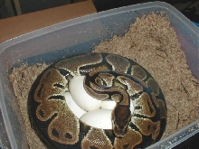 mom and eggs