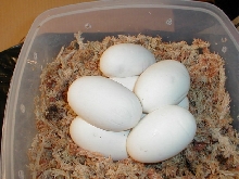Karishma's eggs