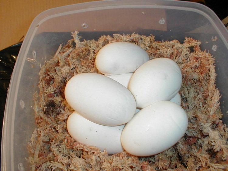Karishma's eggs