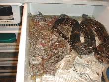 new litter 5/20/05  het anny by dbl het snow