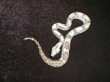 Striped Poss, Dbl Het Snow
