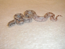 Beautiful Female Hypo, 5-17-05